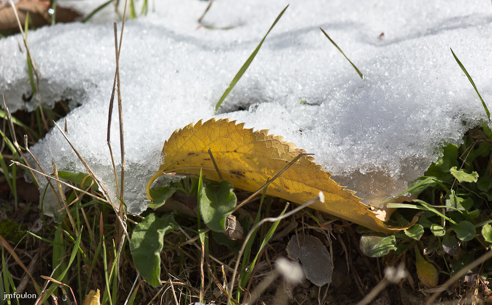 sist-21-11-13-030.jpg - Une feuille retient la neige ...