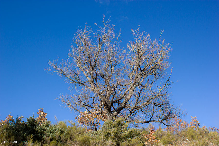 pierre-avon-004.jpg - Nous cheminons dans une garrigue de genêts et genévriers parsemés de chênes séculaires ! ...