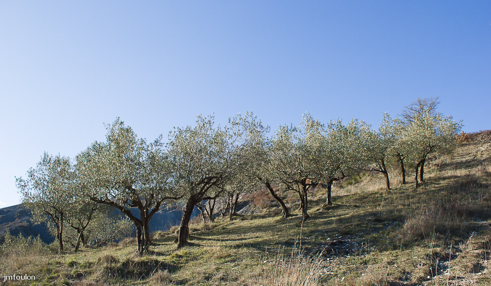 pierre-avon-052.jpg - Oliviers près des Eygatières