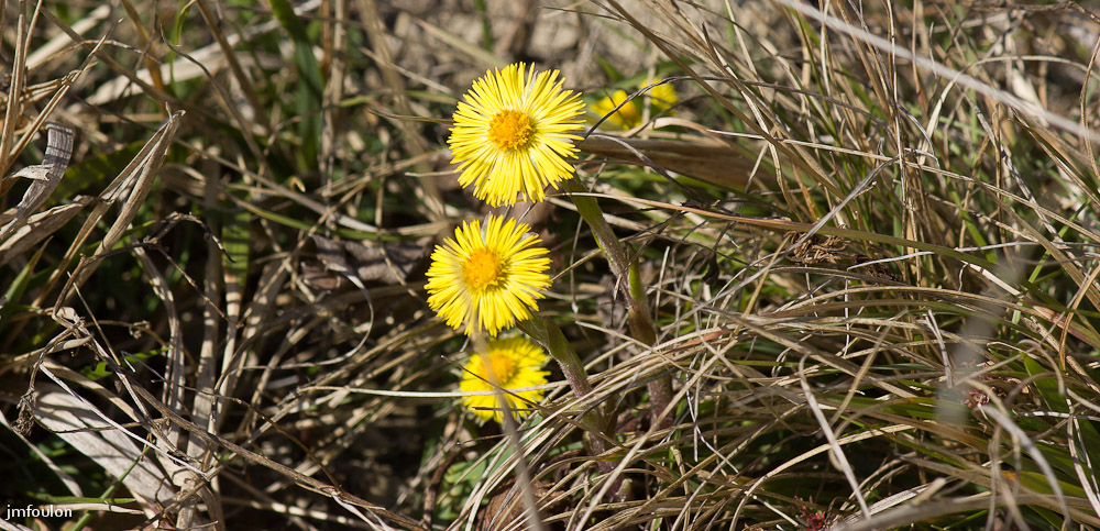 tussilage.jpg - Sur la ballade, nous avons pu admirer les premiers tussilages en fleur, prémices du printemps ! ...