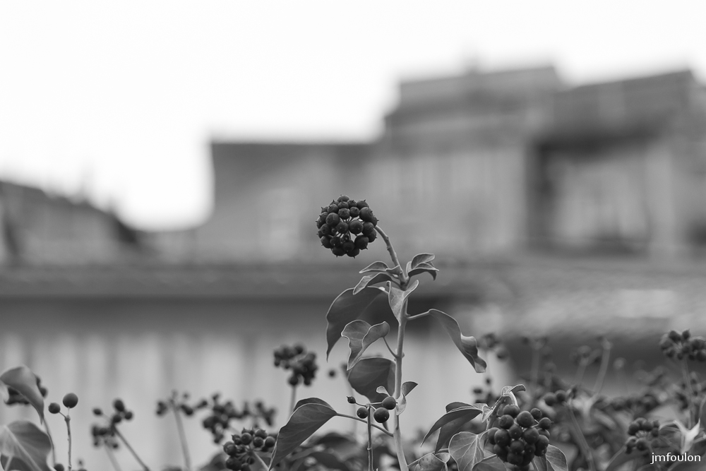 zoom-nb-012.jpg - Sisteron - Un Autre Regard - part 1. La nature s'invite dans la vieille ville à Bourg Reynaud !
