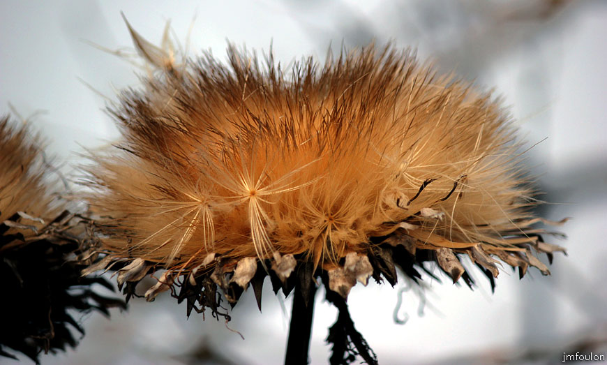 theze-jardins-07web.jpg - Thèze - Plante en graines