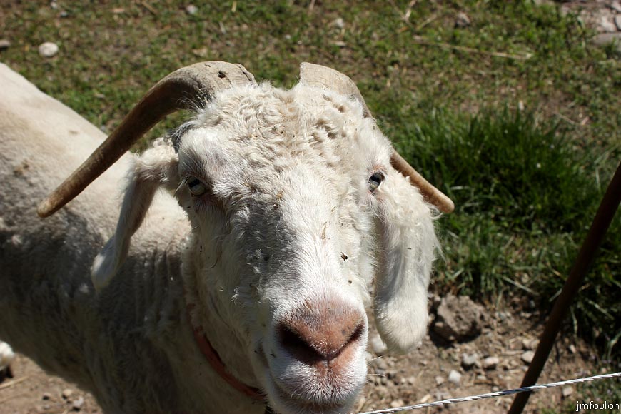 theze-jardins-15web.jpg - Thèze - Relativement curieux et très sociables !