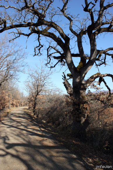 theze-tour-chenes_003.jpg - La piste bordée de chênes pubescents en début de balade