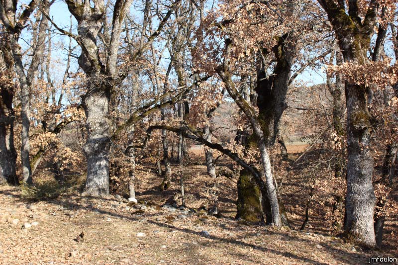 theze-tour-chenes_008.jpg - Chênes le long de la draille à l'Est