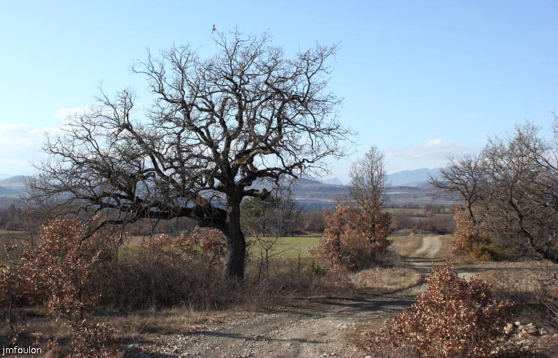 theze-tour-chenes_042.JPG - Un autre vieux chêne en bordure de piste
