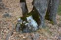 theze-tour-chenes_068