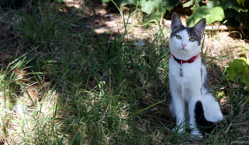 theze-48web.jpg - Théze - Cette ravissante petite chatte est bien curieuse !