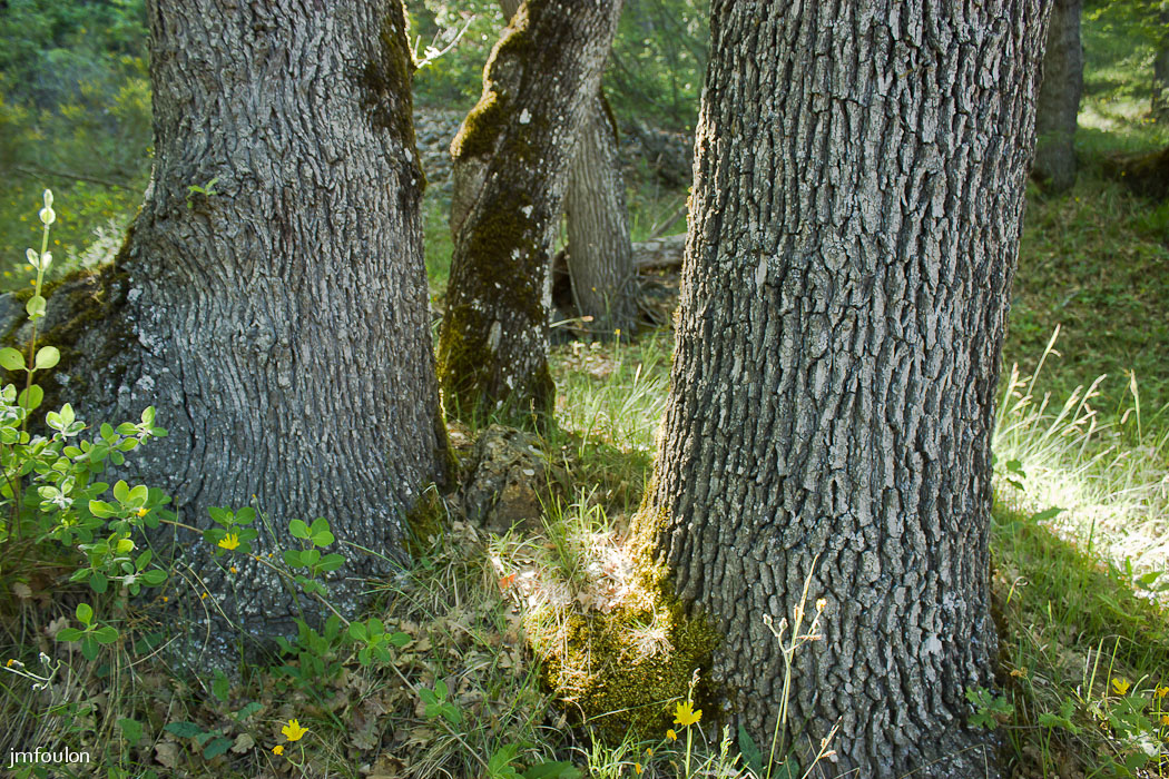 theze-tr-chenes-036-2.jpg - Troncs de chênes blancs