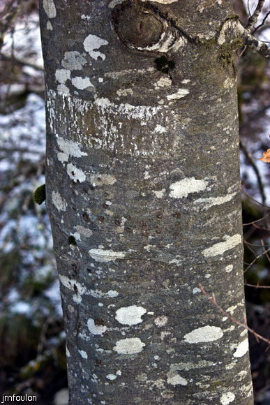 tour-du-puy-030.jpg - Tronc de fayard (hêtre)
