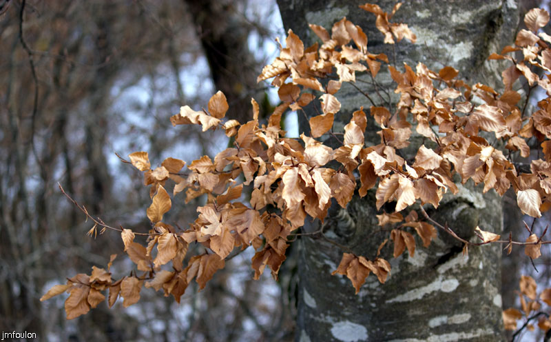tour-du-puy-031.jpg - Feuillage hivernal de fayard (hêtre)