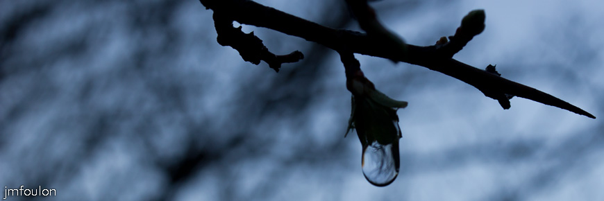 caire-tr-fistoire_03.jpg - Goutte d'eau sur une branche au petit matin