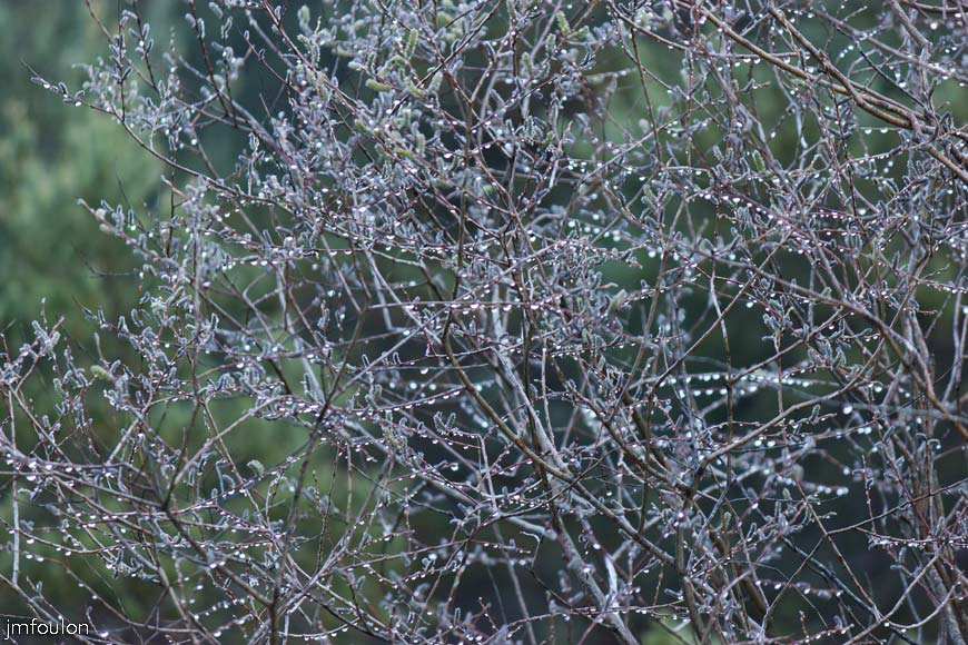 caire-tr-fistoire_05.jpg - Gouttes d'eau sur les branches d'un arbuste dans le vallon de la Combe