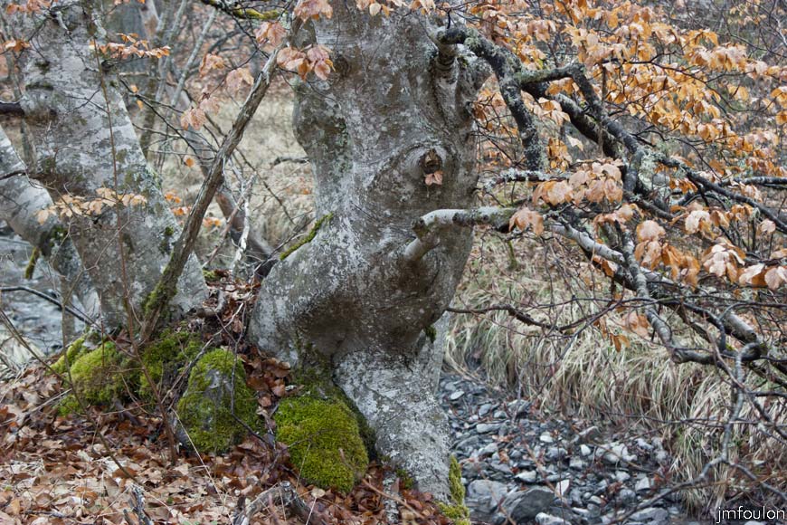 caire-tr-fistoire_08.jpg - Fayard en bordure du torrent. Cet arbre est majoritaire dans ce vallon et sur les 2/3 de la rando