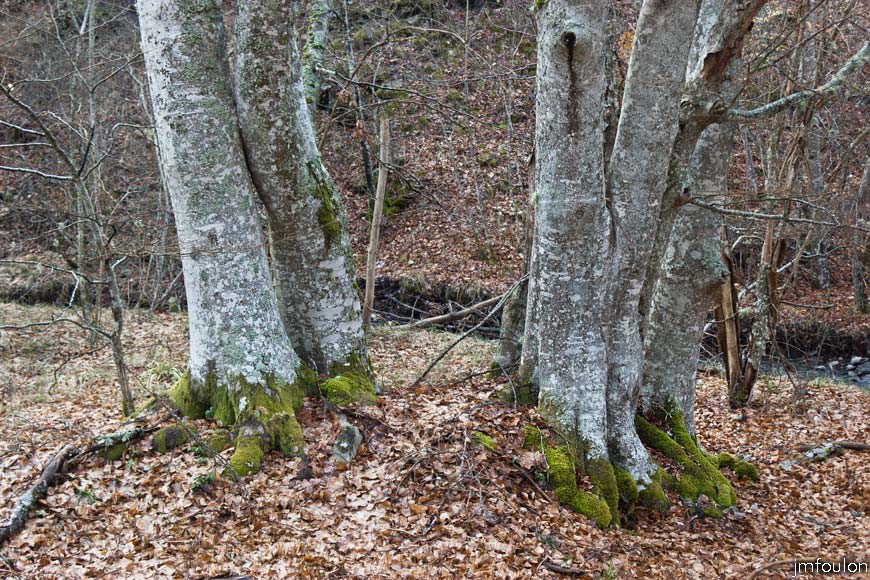 caire-tr-fistoire_09.jpg - Fayards en bordure du torrent