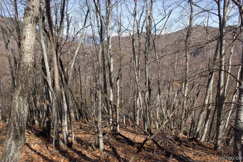 caire-tr-fistoire_16.jpg - Bois de Pélissier - Fayards (hêtres)