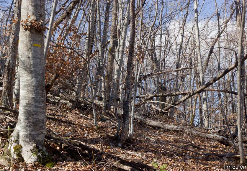 caire-tr-fistoire_17.jpg - Bois de Pélissier - Fayards (hêtres)