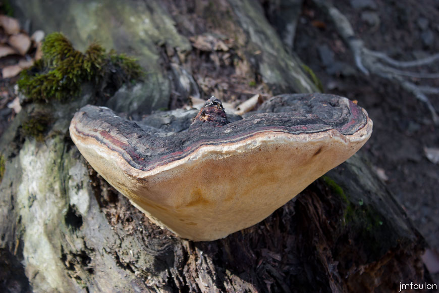 caire-tr-fistoire_18.jpg - Bois de Pélissier - Amadouvier des pins (Fomitopsis pinicola - Fomitopsidaceae). Ce champignon se développe sur les troncs des pins