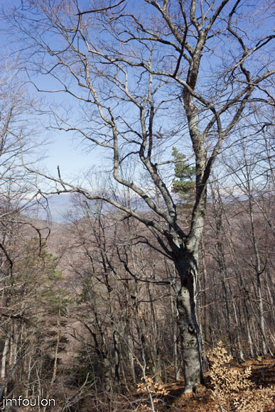 caire-tr-fistoire_19.jpg - Bois de Pélissier