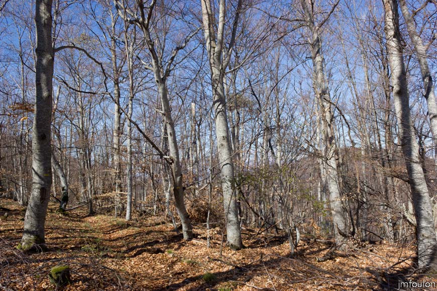 caire-tr-fistoire_20.jpg - Bois de Pélissier - le sentier. On voit le balisage jaune sur le fayard à gauche. Nous sommes a la Colle. Nous repartons plein Sud