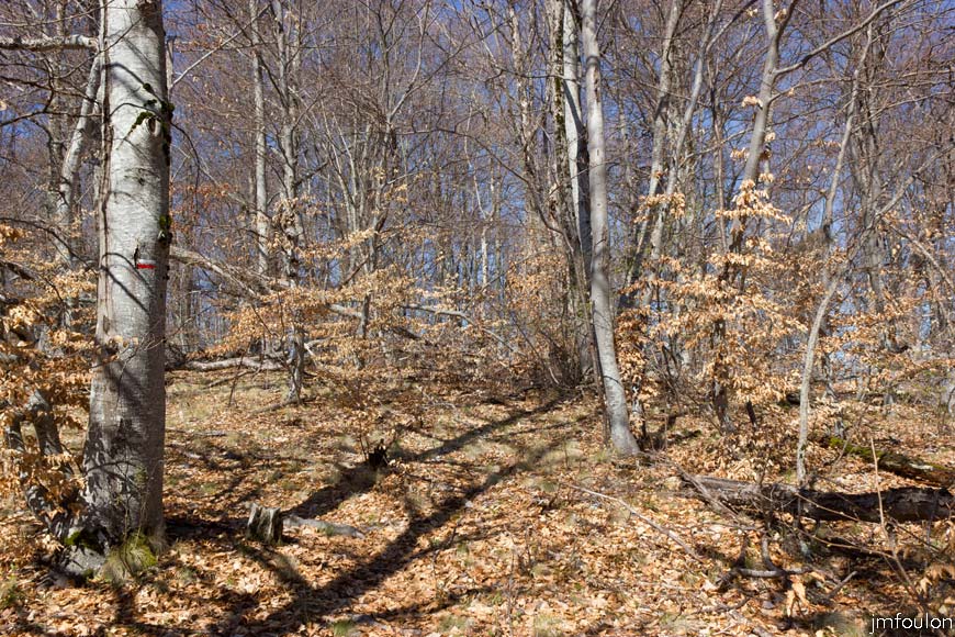 caire-tr-fistoire_23.jpg - Le sentier dans le bois de la Combe
