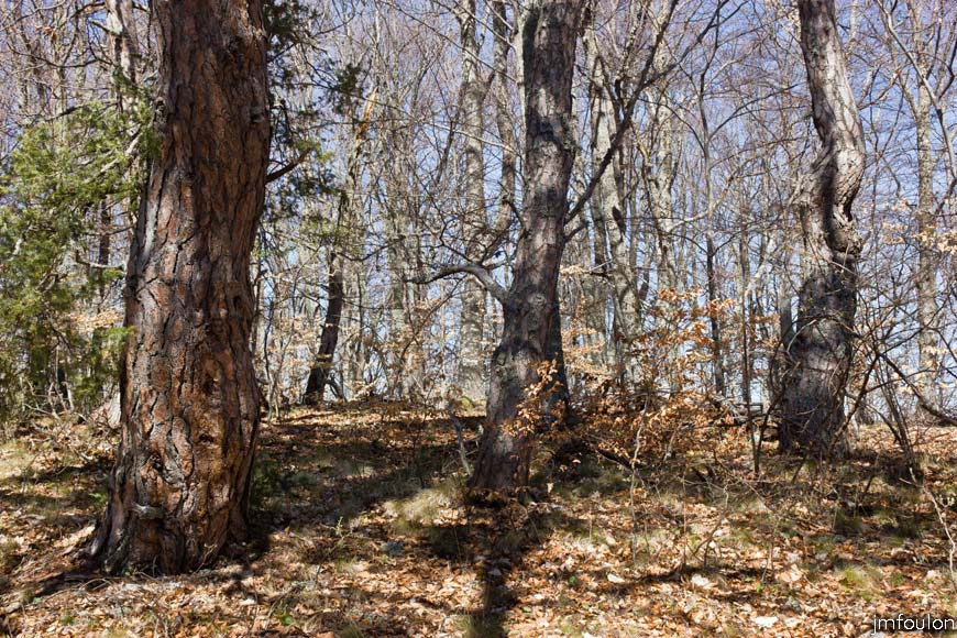 caire-tr-fistoire_24.jpg - Bois de la Combe