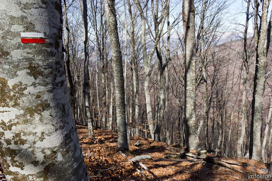 caire-tr-fistoire_26.jpg - Bois de la Combe - Balisage du GR 653D (variante) sur le tronc d'un fayard