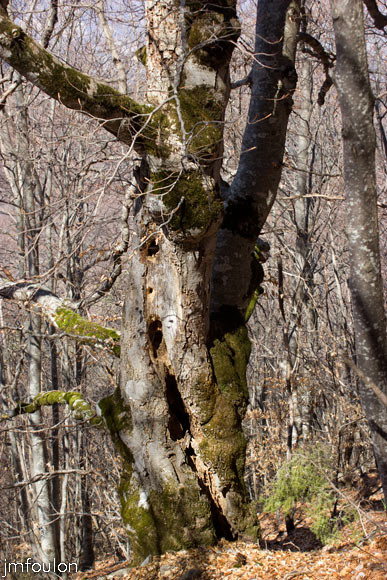 caire-tr-fistoire_28.jpg - Vieil arbre