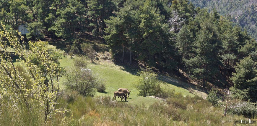 caire-tr-fistoire_37.jpg - Anes près de la bergerie de la Fougère