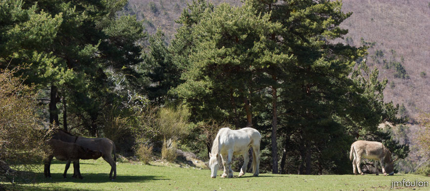 caire-tr-fistoire_41.jpg - Anes et cheval - Bergerie de la Fougère