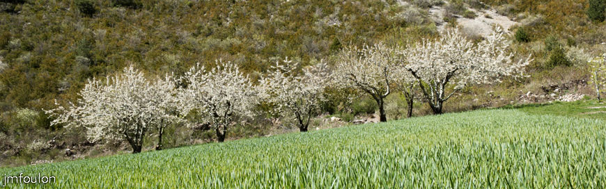 caire-tr-fistoire_51.jpg - Cerisiers et blés au pied de la Fougère