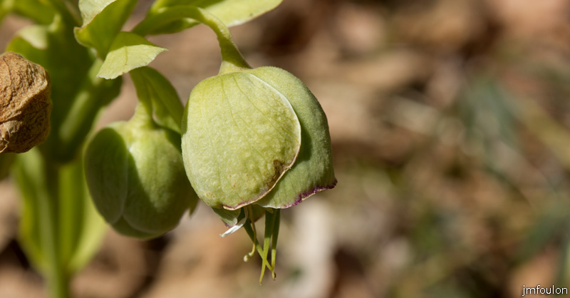 tour-tete-pape-38.jpg - Fleur d'Hellébore Fétide- Famille des Renonculacées (Trés toxique)