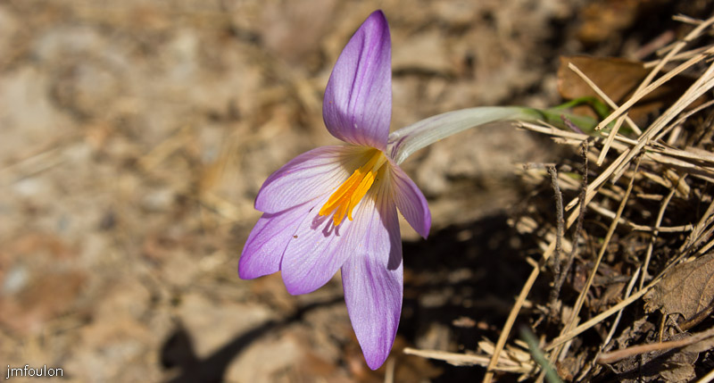 tour-tete-pape-39.jpg - Crocus en bord de piste