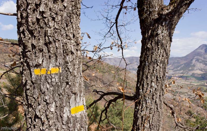 tour-tete-pape-45.jpg - Balisage sur le tronc d'un chêne pubescent