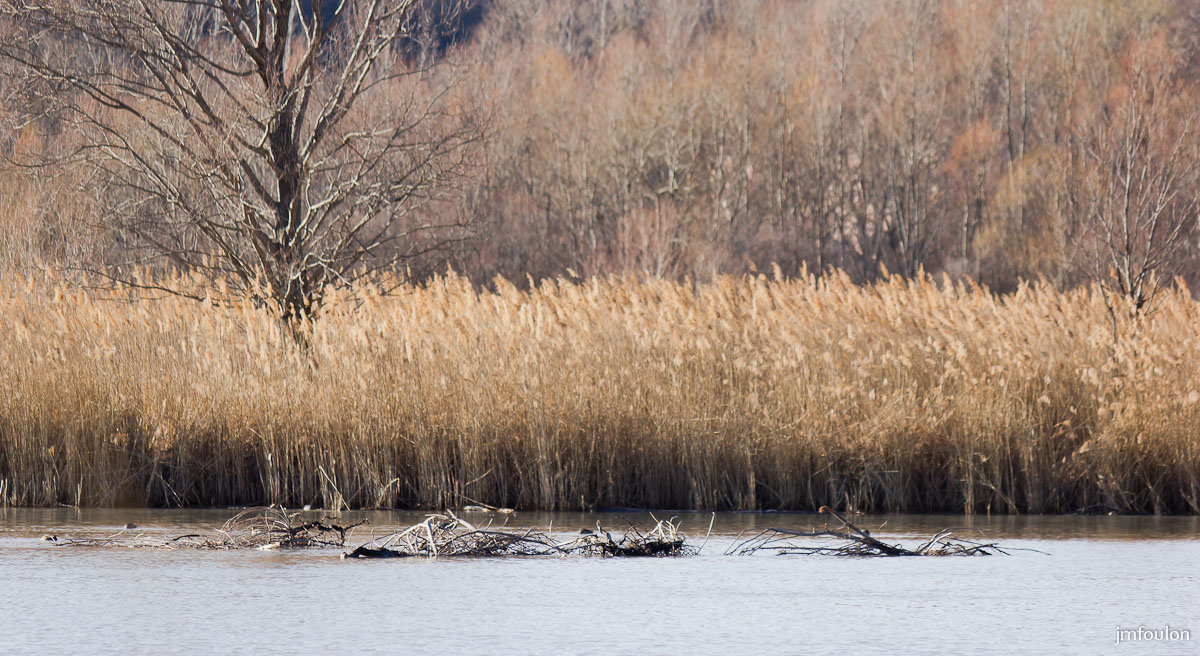 tr-lac-chateau-018.jpg - Roselière et bois flottés