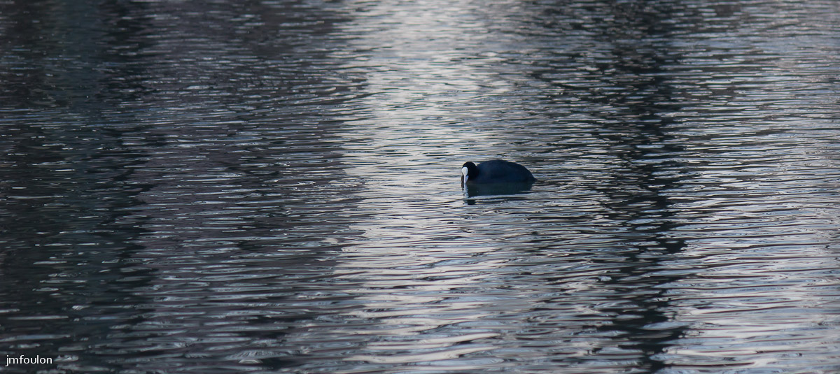 tr-lac-chateau-022.jpg - Canard et reflets d'eau ...