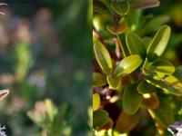 Insectes et Papillons  Ampuse mâle (Empusa Pennata) 1/3