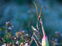 Insectes et Papillons  Ampuse mâle (Empusa Pennata) 2/3