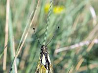 Insectes et Papillons  Ascalaphe Soufré 1/2