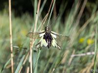 Insectes et Papillons  Ascalaphe Soufré 2/2