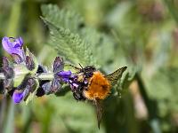 Insectes et Papillons  Sur une sauge ...