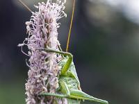 Insectes et Papillons  Grillon 2/2
