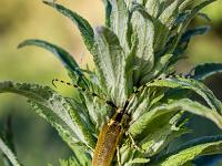 Insectes et Papillons  Blotti ! ...