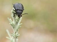 Insectes et Papillons  Equilibre