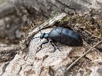 Insectes et Papillons  A l'adret de Lure au dessus de Peipin