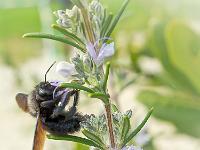 Insectes et Papillons  Sur du romarin ...