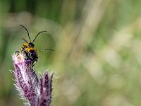 Insectes et Papillons  Copulation 2/2