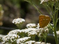 Insectes et Papillons  Dans le Queyras - Merveilleuse nature ! ...