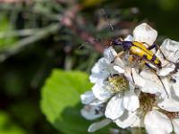 Insectes et Papillons  Lepture tachetée