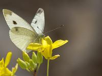 Insectes et Papillons  A la Baume (Sisteron)